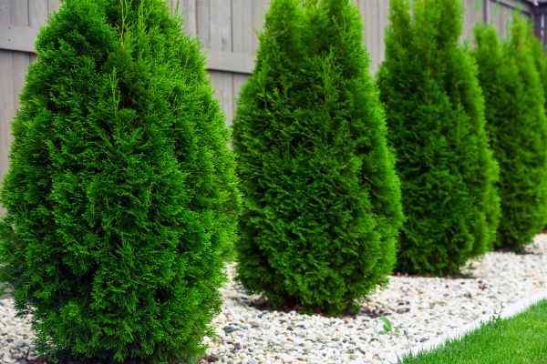Arborvitae Planting in Richland