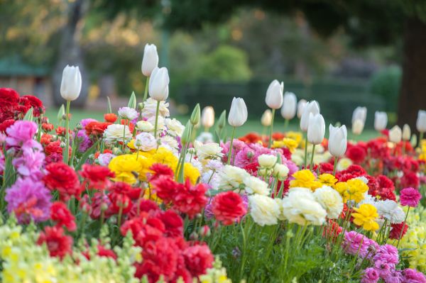 Gardening Service in Richland