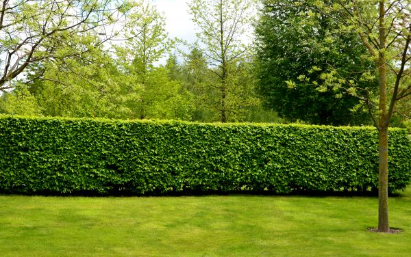 Hedge Planting in Richland