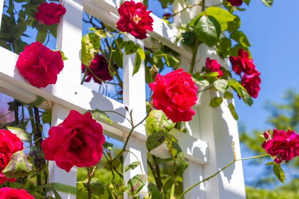 Home Gardening Service in Richland