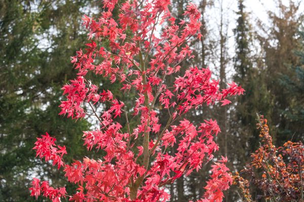 Japanese Maple Planting in Richland