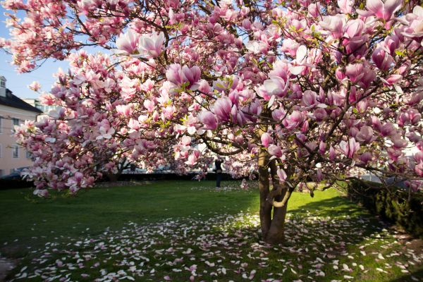Magnolia Tree Planting in Richland
