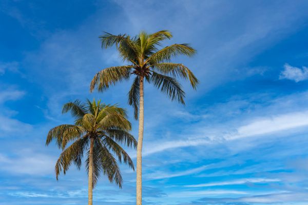 Palm Tree Planting in Richland