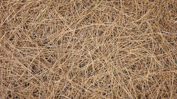 Pine Needles Delivery in Richland