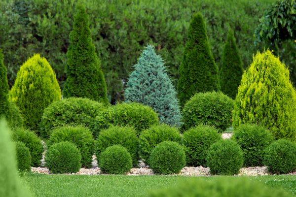 Shrub Replacement in Richland