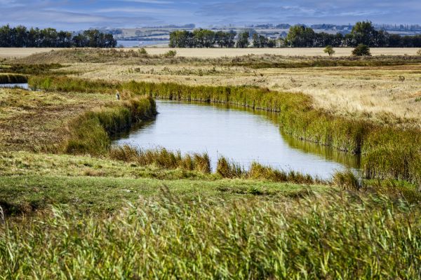 Swale Landscaping in Richland