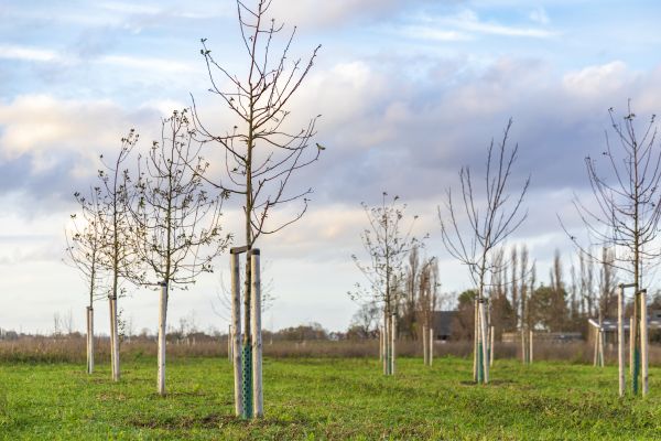 Tree Installation Service in Richland