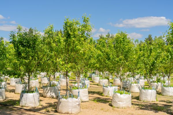 Tree Planting Service in Richland