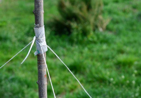 Tree Staking Service in Richland