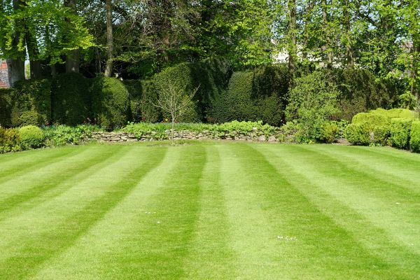 Lawn Renovation in Richland
