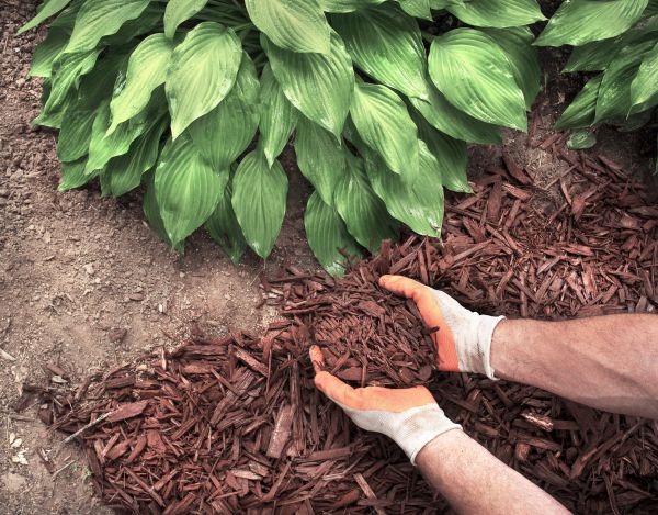 Shredded Mulch Service in Richland