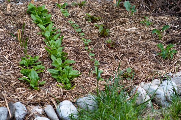 Mulch Service in Richland