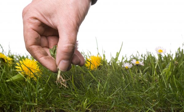 Lawn Weeding in Richland