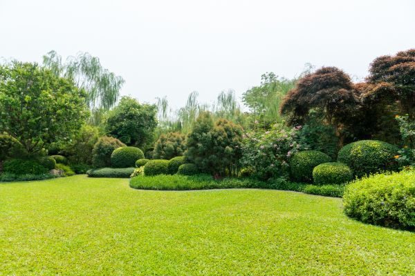 Tree Landscaping in Richland