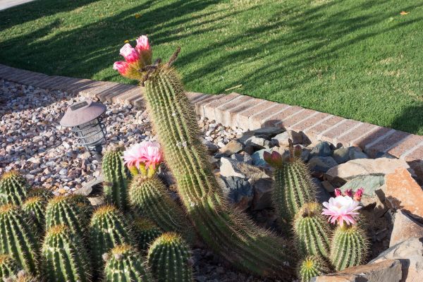 Desert Landscaping in Richland