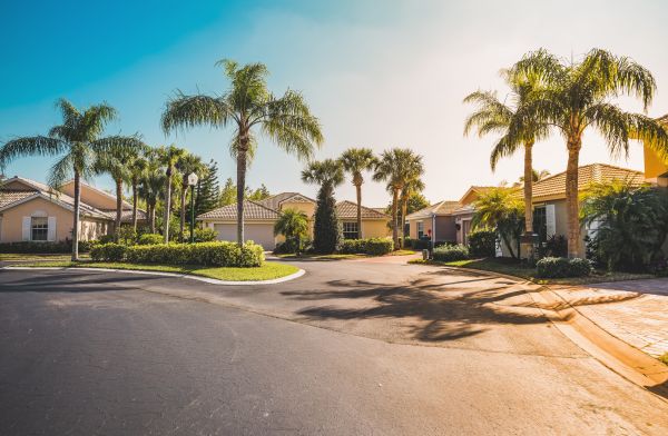 Palm Tree Landscaping in Richland