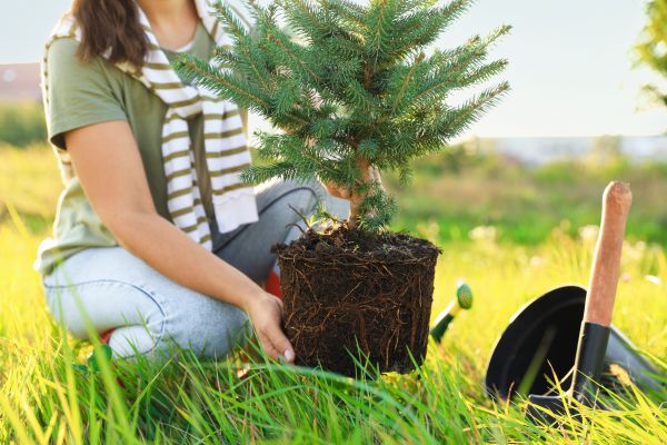 Spruce Tree Planting in Richland
