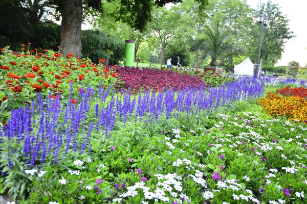 Perennials Planting in Richland