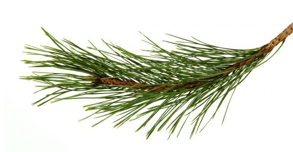 Pine Needles Installation in Richland