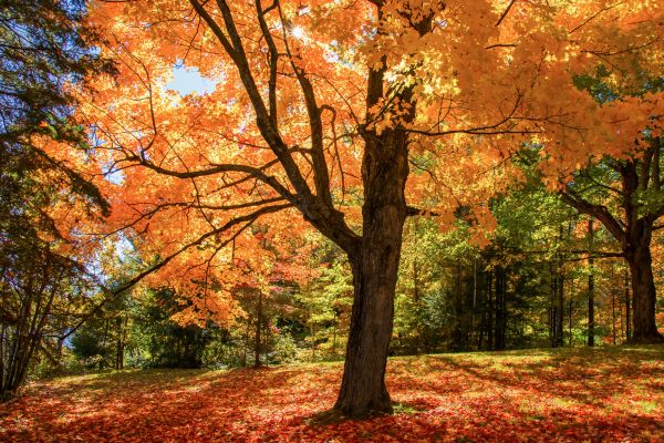 Maple Tree Planting in Richland