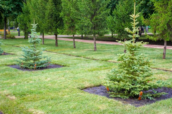 Privacy Trees Planting in Richland