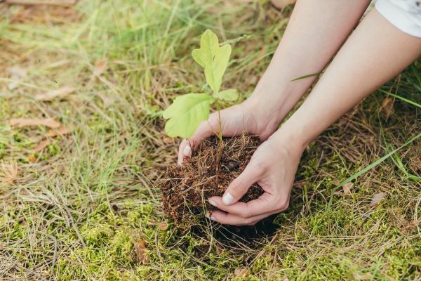 Oak Tree Planting in Richland