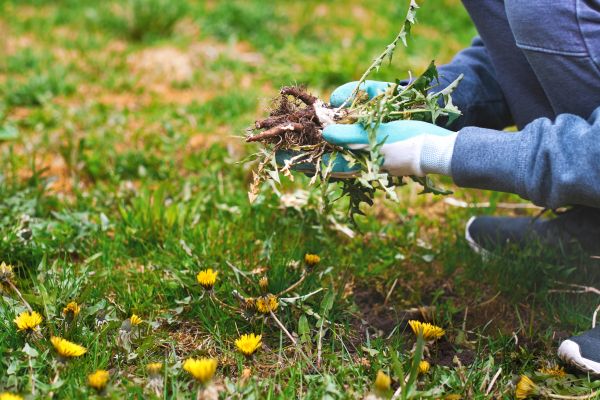 Flower Bed Clearing in Richland
