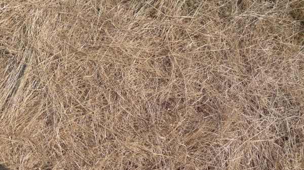 Pine Straw Replacement in Richland