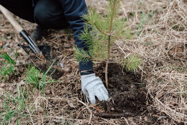 Pine Tree Planting in Richland