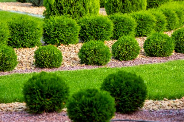Bush Replacement in Richland