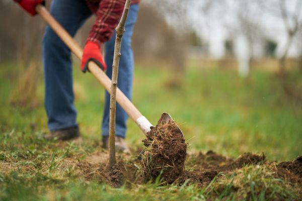 Trees Planting in Richland