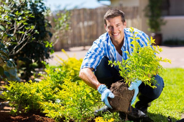 Shrub Landscaping in Richland