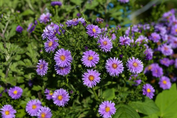 Perennial Flower Planting in Richland