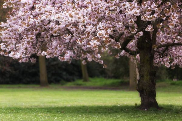Cherry Tree Planting in Richland