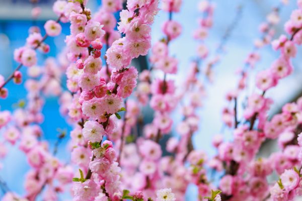 Japanese Cherry Tree Planting in Richland