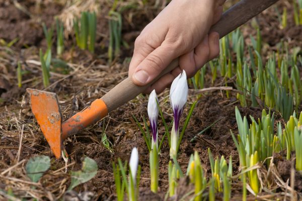 Flower Garden Weeding in Richland