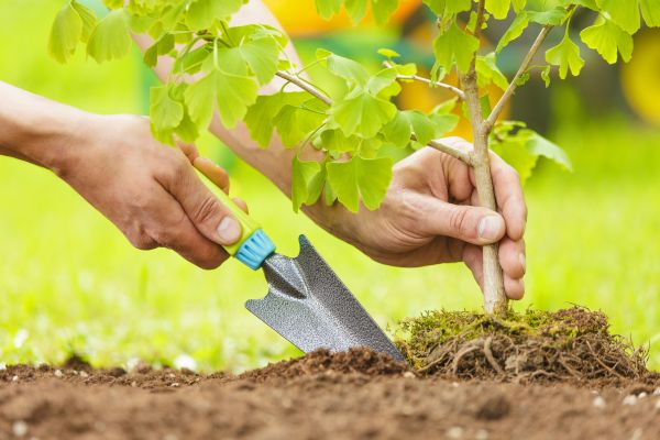 Fruit Tree Planting in Richland