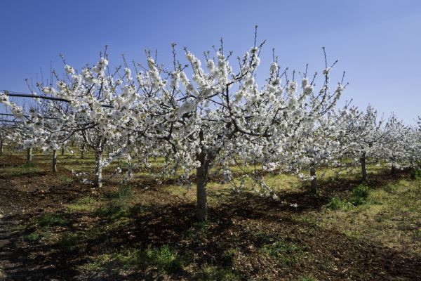 Orchard Planting in Richland