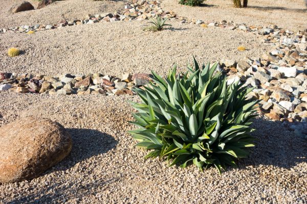 Xeriscaping Service in Richland
