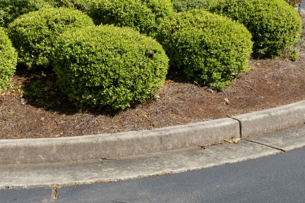 Pine Mulch Installation in Richland
