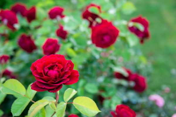 Rose Planting in Richland