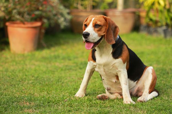 Dog Friendly Landscaping in Richland