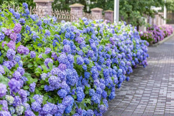 Hydrangea Landscaping in Richland