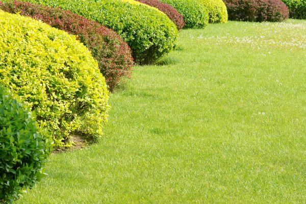Shrubbery Planting in Richland