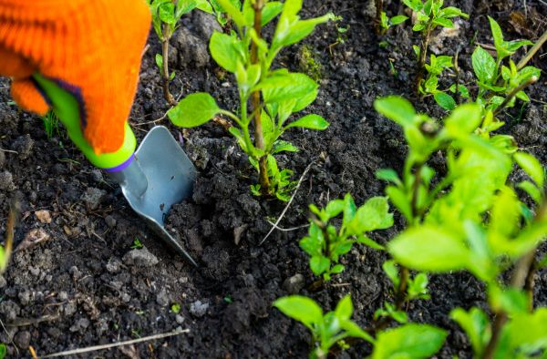 Hydrangea Planting in Richland