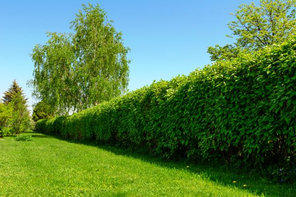 Hedge Replacement in Richland