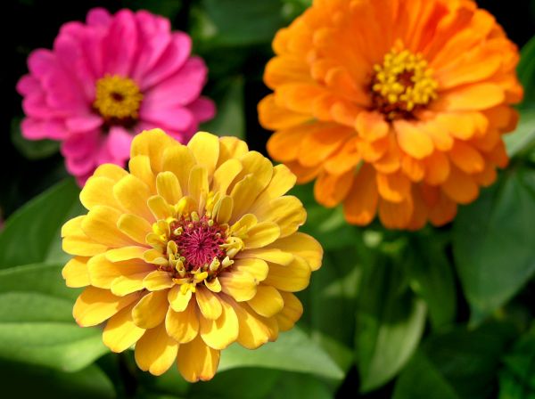 Zinnia Planting in Richland