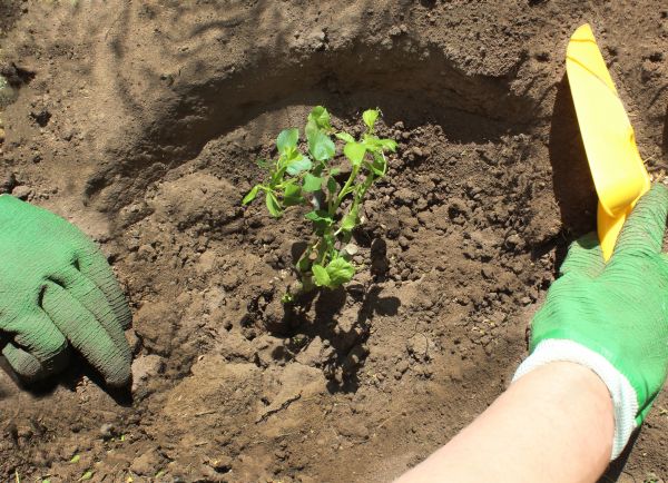 Rose Bush Planting in Richland