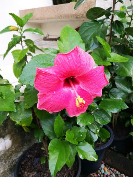 Hibiscus Planting in Richland