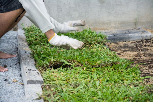 Ground Cover Planting in Richland